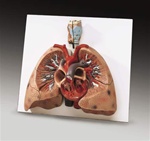 Lungs with Heart Anatomical Model